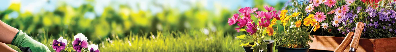 Plants flowers in grass, with a wooden crate of colorful blooming flowers nearby and a blurred garden background.
